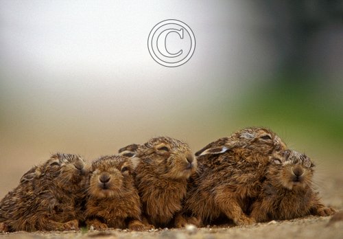 New Born Brown Hare Leverets DM1181